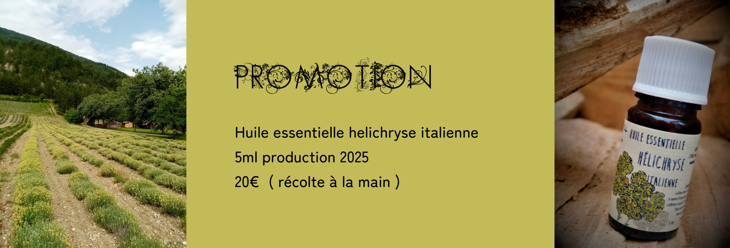 Ferme-des-Perbeaux--hélicryse-italienne