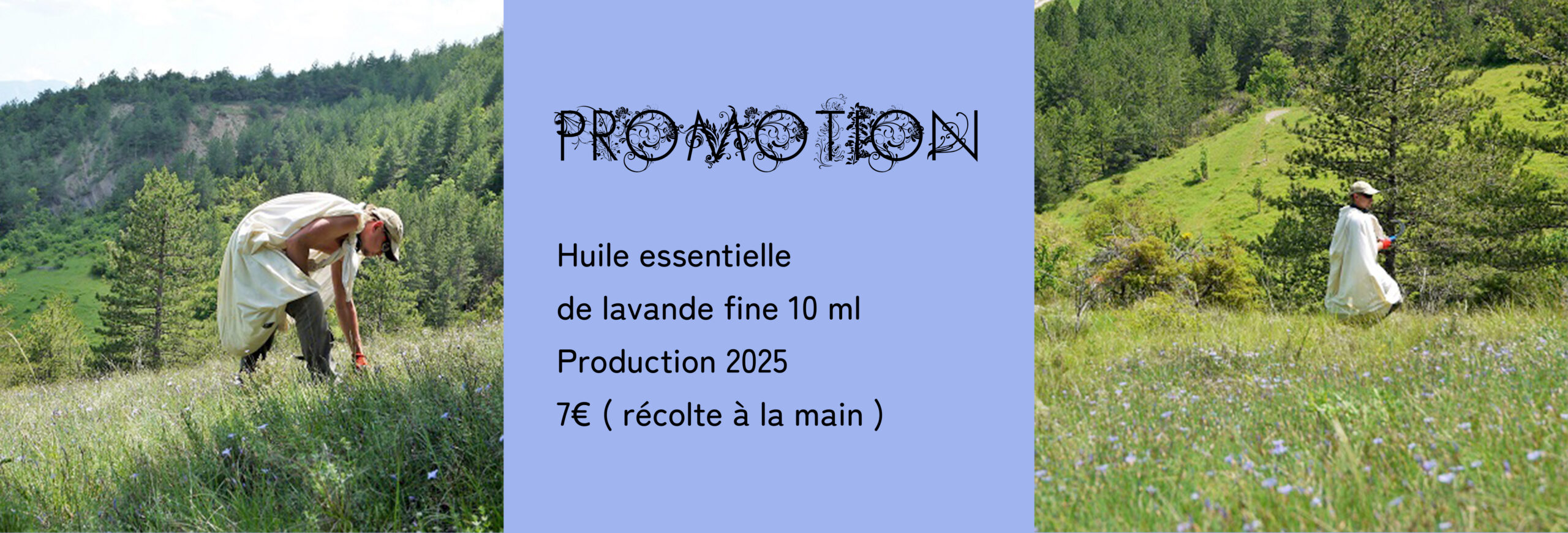 Ferme-des-Perbeaux--lavande-fine